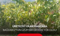 Üreticiyi yıkan manzara: Bağdaki 2 ton üzüm bir gecede yok oldu!