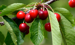 Dünya Kiraz İhracatında 4. Sırada! Salihli Kirazı Faydaları Nelerdir? İşte Dünyaca Ünlü Kirazın Ayırt Edici Özellikleri…