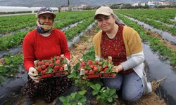 Mersin’de çilekte hasat zamanı | Hasat arttıkça fiyat düşüyor