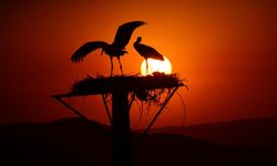 Malatya, leyleklerin ılıman durağı | Kale ilçesinde renkli görüntüler