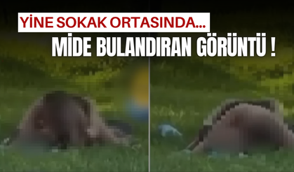 Bir başka mide bulandıran görüntü daha!