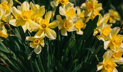 Orkide Çiçeği Bakımı ve Anlamı: Zarafetin Simgesi