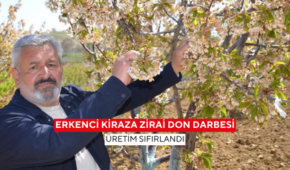 Bahar değil kış geldi... Kiraz bahçelerini don vurdu |  Çiftçinin umudu gelecek yıla kaldı