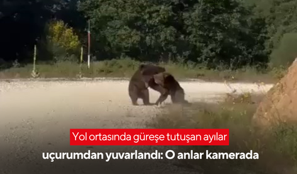 Ayılar yolun ortasında güreş tuttu, uçurumdan yuvarlandı: O anlar kamerada