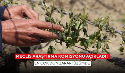 Meclis Araştırma Komisyonu açıkladı ! En çok don zararı üzümde