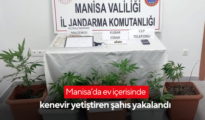 Manisa’da ev içerisinde kenevir yetiştiren şahıs yakalandı