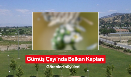 Gümüşçayı'nda Görüntülenen Balkan Kaplanı