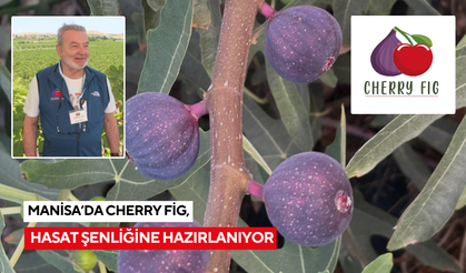 Manisa’daki Cherry Fig Tarım’dan hasat şenliğine davet