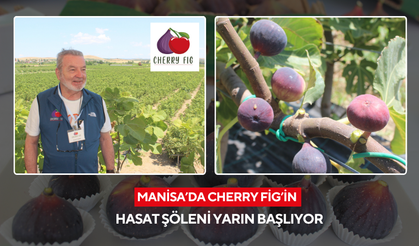 Manisa’da Cherry Fig’in hasat şöleni yarın başlıyor