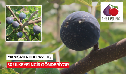 Manisa’da Cherry Fig, 30 ülkeye incir gönderiyor