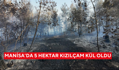 Manisa'daki yangında 5 hektarlık kızılçam ormanı kül oldu