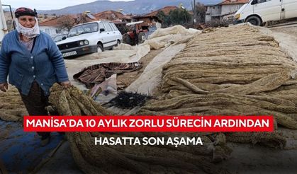 Manisa’da 10 aylık zorlu sürecin ardından hasatta son aşama