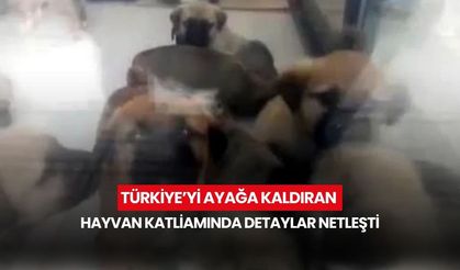 Türkiye’yi ayağa kaldıran hayvan katliamında detaylar netleşti! Doktorun vahşeti belgelerle sabitlendi...