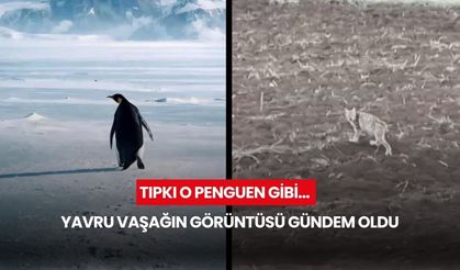 Tıpkı o penguen gibi… Yavru vaşağın görüntüsü gündem oldu