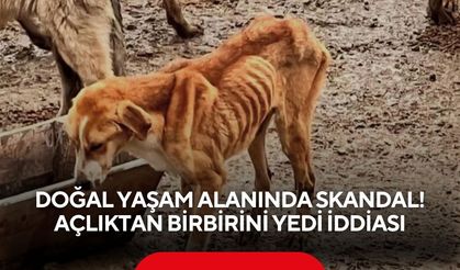 Doğal yaşam alanında skandal: Hayvanlar açlıktan birbirini yedi iddiası