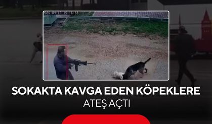 Kavga eden sokak köpeklerine tüfekle ateş edip bir köpeği öldürdü