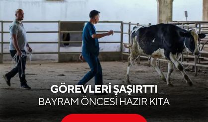 Bayram öncesi hazır kıta! Firari kurbanlıklar için özel ekip göreve başladı...
