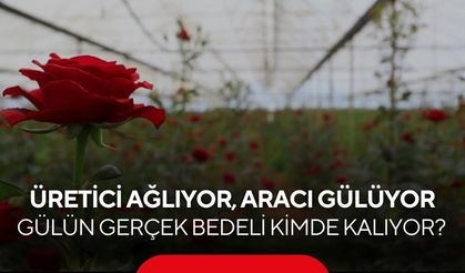 Binbir emekle yetiştirilen güller serada değer görmüyor, vitrinde uçuyor...