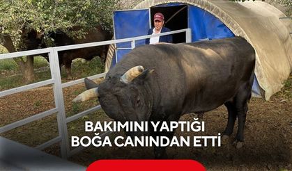 Bakımını yaptığı boğanın saldırdığı yetiştirici yaşam savaşını kaybetti
