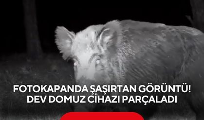 Fotokapanda şaşırtan görüntü! Dev domuz cihazı parçaladı