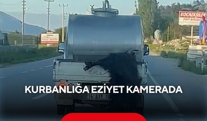 Kurbanlığa eziyet kamerada