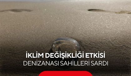 Sahiller alarm veriyor! Binlerce denizanası kıyıya vurdu...