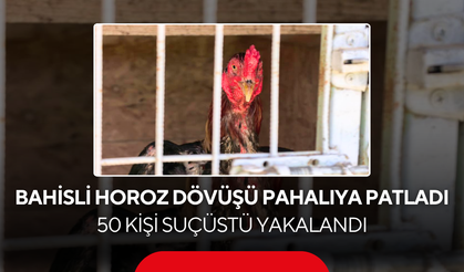 Bahisli horoz dövüşü pahalıya patladı ! 50 kişi suçüstü yakalandı