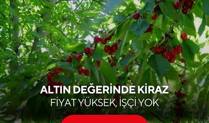 Altın değerinde kiraz! 3 bin TL yevmiyeye rağmen işçi bulunamıyor...