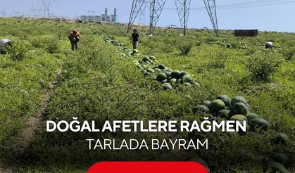 Aşırı yağışların verimi etkilediği karpuzda bereketli hasat