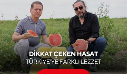 Gören dönüp bir daha bakıyor... Tropikal karpuz hasada hazırlanıyor
