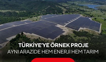 Güneş panellerinin altında hasat! Çiftçiye yeni üretim modeli...