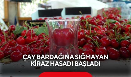 Kirazda dev sezon! Bardağa girmiyor, fiyatı dudak uçuklatıyor...