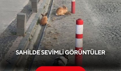 Sabah yürüyüşüne çıkanlar sahilde tavşanlarla karşılaştı...