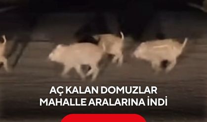 Aç kalan domuzlar mahalle aralarına indi... O Anlar Kameraya böyle yansıdı!