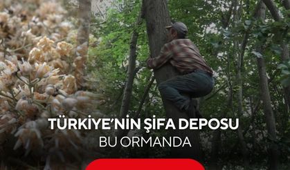 Avrupa’nın en büyük ıhlamur ormanında zorlu hasat! Dalında servet...