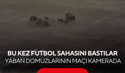 '11'e 11 maç var!' Yaban domuzlarının futbol sahasındaki anları güldürdü