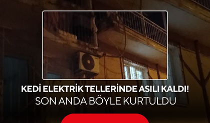 Kedi elektrik tellerinde asılı kaldı! Son anda böyle kurtuldu