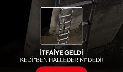 Kedinin kurtarma operasyonu şaşırttı! İtfaiye merdivenini kendi tırmandı