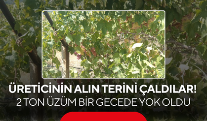 Üreticinin Alın Terini Çaldılar! 2 Ton Üzüm Bir Gecede Yok Oldu