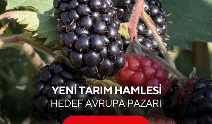 Yeni tarım hamlesi! Yetiştirilen böğürtlen Avrupa'ya ihraç edilecek...