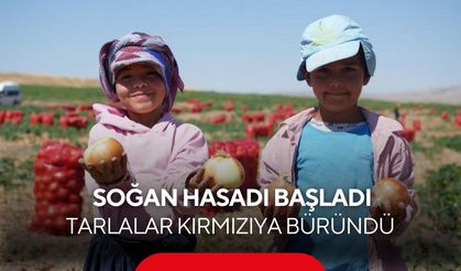Türkiye’nin soğan tarlaları kırmızıya büründü! Başkent’te 300 kişilik mesai başladı...