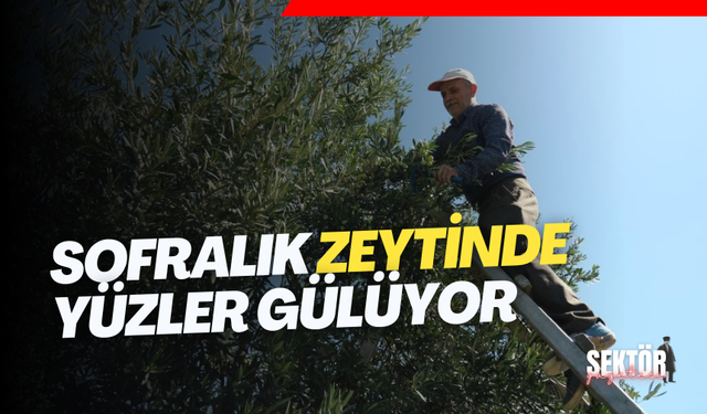 Sofralık zeytinde yüzler gülüyor