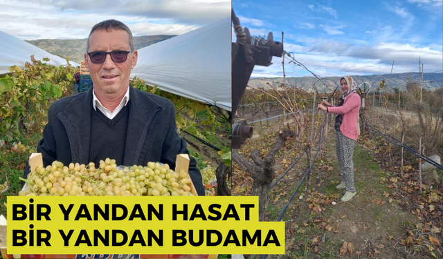 Bir yandan hasat bir yandan budama