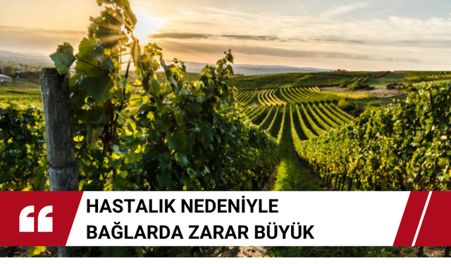 Manisa’da üzüm bağları sökülüyor ! Üretici zeytine yöneldi
