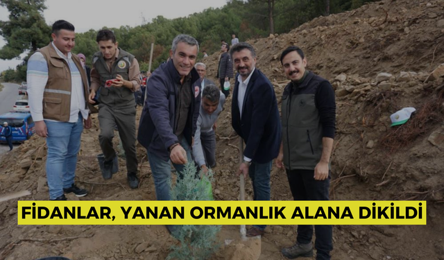 Fidanlar, yanan ormanlık alana dikildi