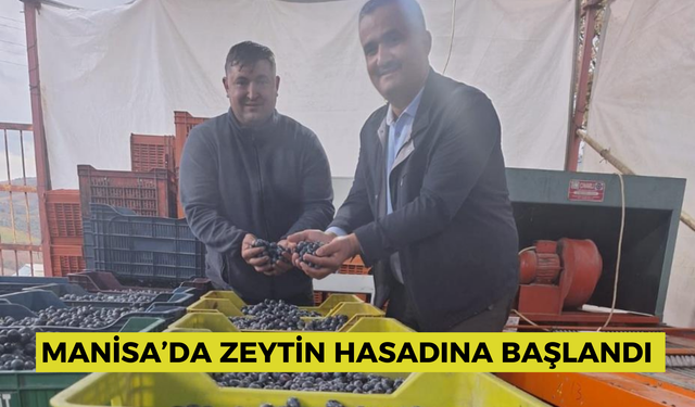 Zeytin kilogramının tavan fiyatı 100 TL'yi buldu