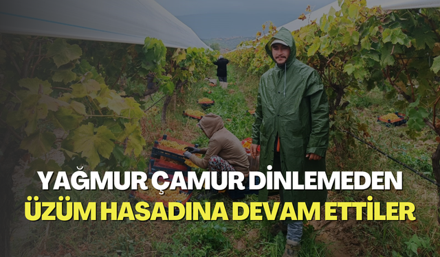 Yağmur çamur dinlemeden üzüm hasadına devam ettiler