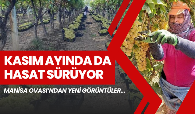 Kasım Ayında Hasat Sürüyor. Güncel Üzüm Fiyatları. Manisa Ovası’ndan yeni görüntüler…