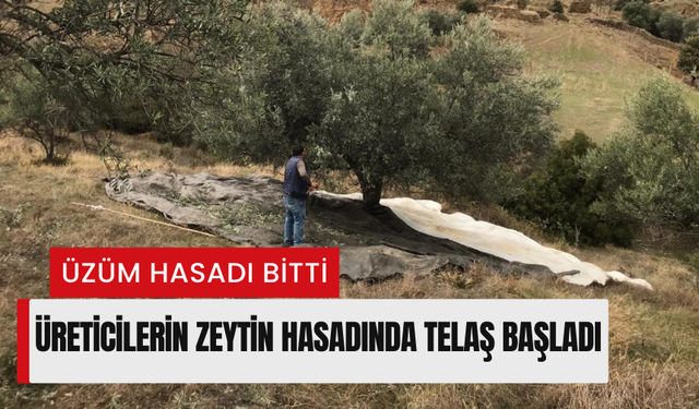 Manisalı üreticinin zeytin hasadı telaşı başladı