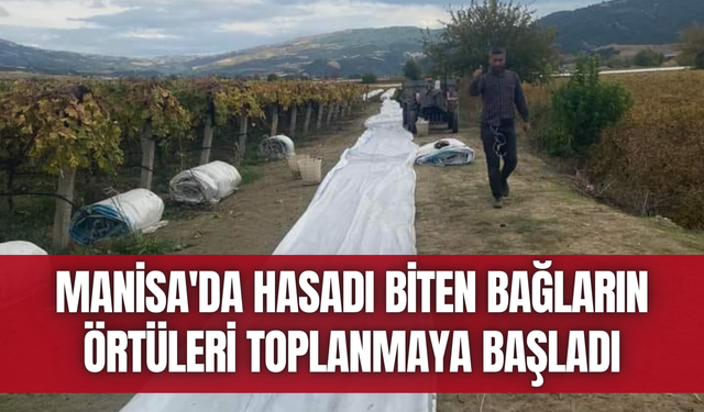 Manisa'da hasadı biten bağların örtüleri toplanmaya başladı